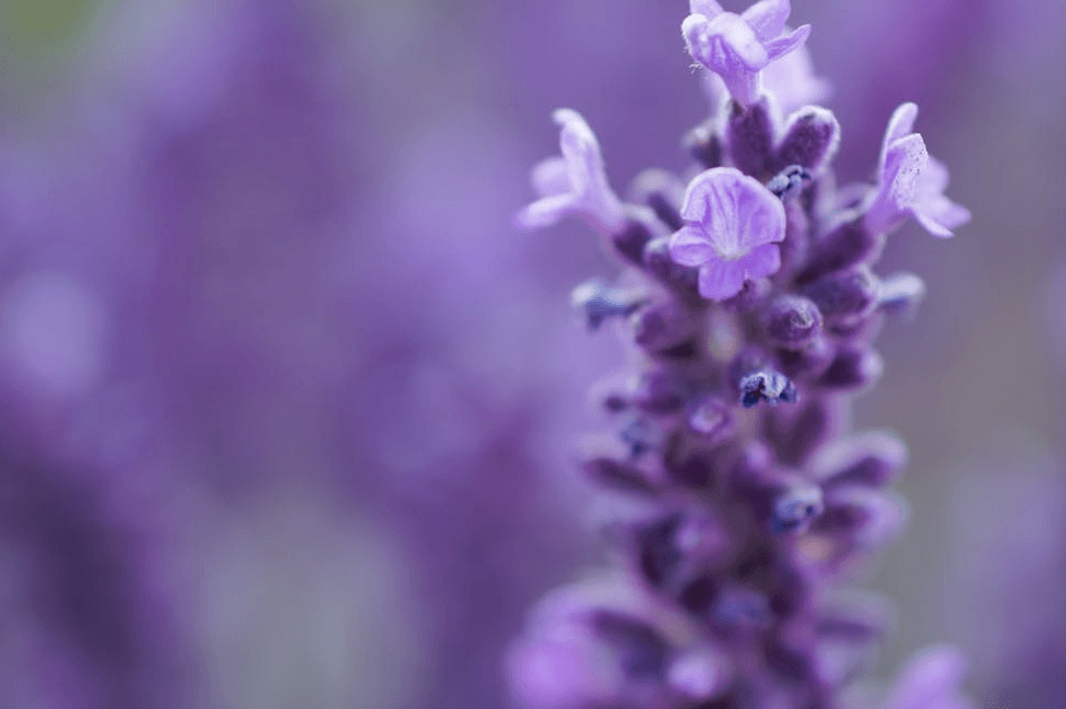 Lavender Auras