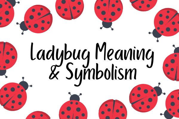 Ladybug Meaning