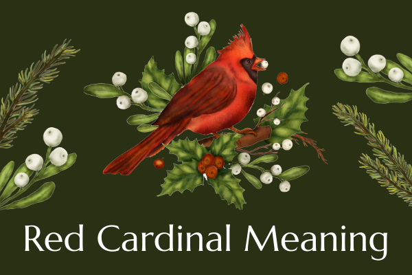 Red Cardinal Meaning