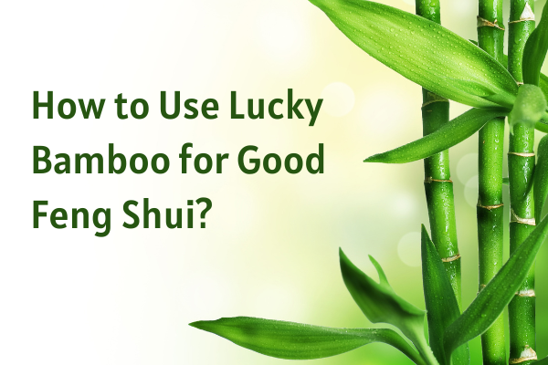 How to Use Lucky Bamboo for Good Feng Shui