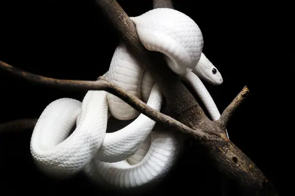Dreaming Of White Snakes