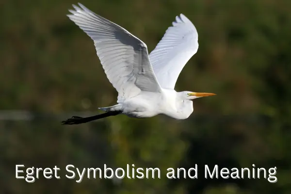 Egret Symbolism and Meaning