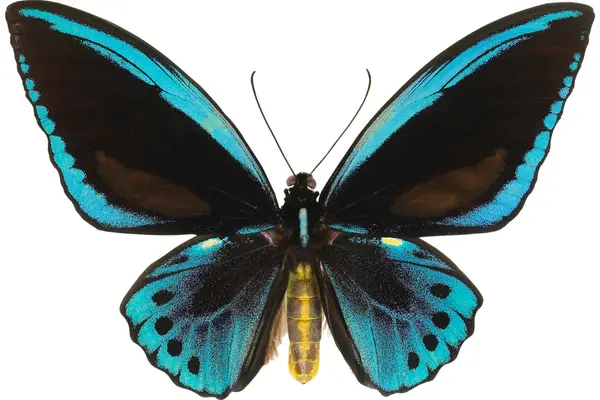 Blue And Black Butterfly Meaning