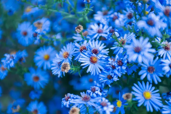 Blue Flower Meaning