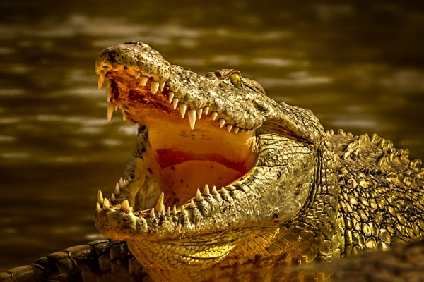 Dream About Crocodile